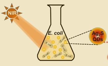 Efficient Disinfection of Drinking Water with Silver Sulfide Quantum Dots with a Peptide Coating