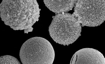Scientists Transform Algae Into Unique Functional Perovskites with Tunable Properties