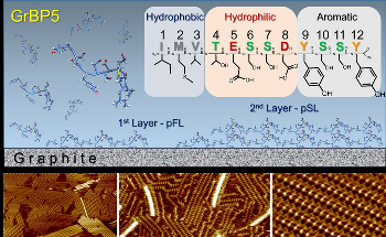 Observation of Molecular Self-Assembly of Peptides and Understanding the Mechanism of Seamlessly Bridging Biology with a Technological Solid