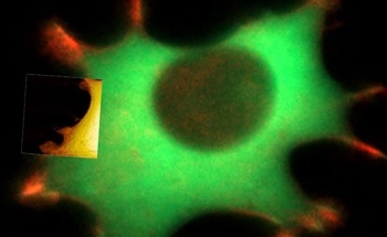 Performing Bio-AFM on Live Cells