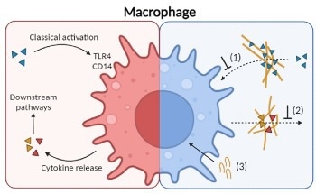 Alleviating Inflammation from Bacterial Infection Using Multi-Functional Synthetic Peptide Nanonets