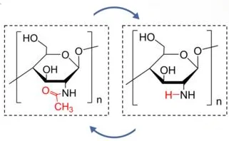 Chitin Hydrogel Shows Potential in Biomedical Applications