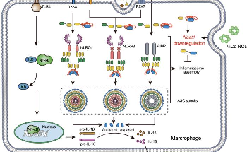 Nanomaterials Help Promote Inflammasome Activation