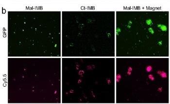 New and Effective Method for Testing the SARS-CoV-2 Virus