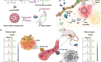 NanoSABER Probes Illuminate New Horizons in Cancer Imaging