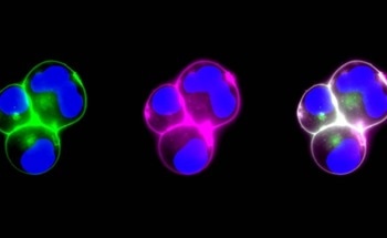 Customizing Nanoparticles to Target Tumors, Viruses and Toxins