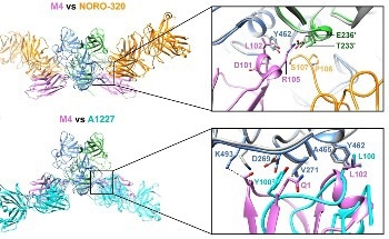 Llama Nanobodies Have Norovirus Neutralizing Powers