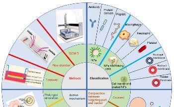 Nanoparticle-Based Drug Delivery System for Inflammation