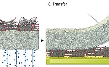 In Vivo Neural Recording with Nanoporous Graphene Microelectrodes