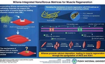 Pusan National University’s Breakthrough in Muscle Regeneration: Nanotech Scaffolding Supports Tissue Growth
