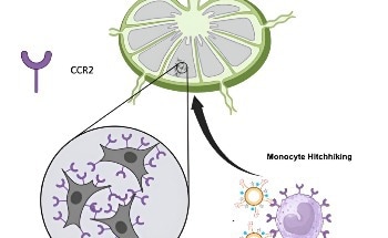 Nanoparticle Targets Lymph Nodes for Improved MRI Detection