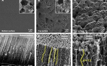 Studying the Interaction of Forces in the Small Pores