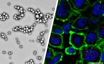 Improving Cancer Immunotherapy Systemic Delivery
