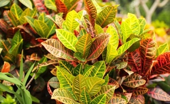 Green Synthesis of SnO2 Nanoparticles from Croton Macrostachyus Leaf Extract