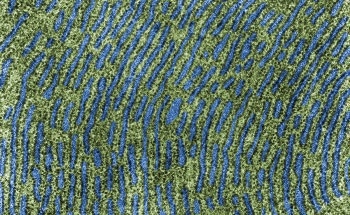 New Method to Enhance Intestinal Barrier Monitoring Within the HuMiX Gut-on-a-Chip Model