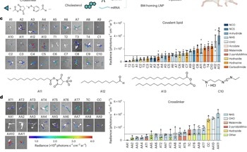 Nanoparticles Deliver Gene Therapy Directly to Bone Marrow