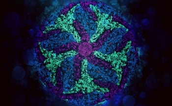 UAlbany Researchers Investigate Unique Properties of Switchback DNA for Nanotechnology Innovations