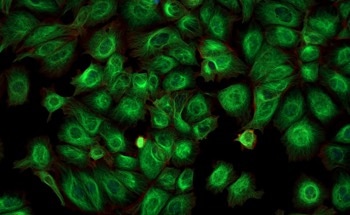 Destabilized Near-Infrared Nanobodies for Enhanced GFP Imaging