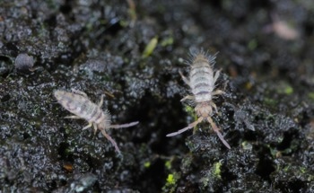 Springtail-Inspired Omniphobic Membrane for Enhanced Water Purification