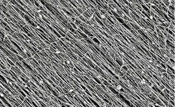 Researchers Spinning Fibers to Help the Territory and Beyond