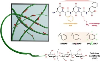 Peptide-Enhanced Nanocellulose for High-Performance Materials