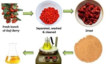 Creating Antibacterial Nanoparticles from Goji Berries
