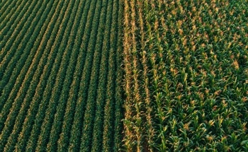 Graphene Oxide Coating Boosts Maize Seedling Growth