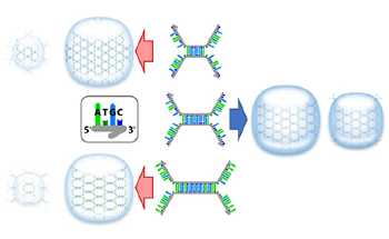 DNA Hydrogels Based on Takumi-Shaped DNA Nanostructures