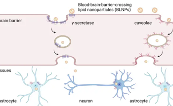 Promising New Platform for Brain-Targeted mRNA Delivery