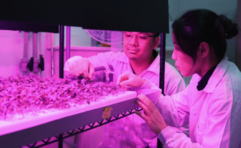 SMART Researchers Pioneer First-of-its-Kind Nanosensor for Real-Time Iron Detection in Plants
