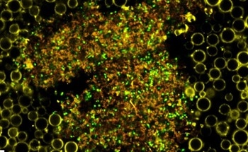 Novel Nanoparticle System Fights Drug-Resistant Biofilms