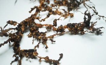 Nano-Formulations Boost Plant Growth and Inhibit Nematode Production