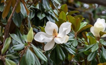 Plant-based Silver Nanoparticles Made From Magnolia Leaves For Medical and Environmental Applications