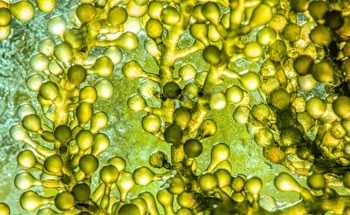Review: How Could Microalgal Nanoparticles Treat Cancer?