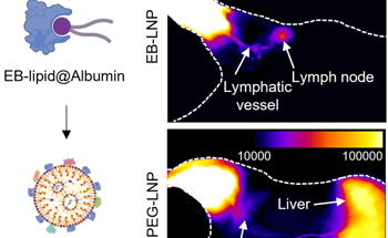 Developing Albumin-Recruiting Nanoparticle for mRNA Vaccines