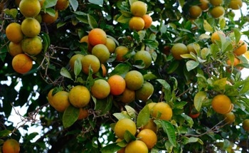 Orange Leaf Extract Produces Greener Antibacterial Nanoparticles