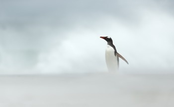 Penguin-Inspired Nanohelices Keep LiDAR Clear in Fog and Rain