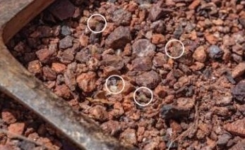 Invisible Microbes ‘Mining’ Toxic Waste in the Flinders Ranges