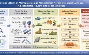 Review Links Smaller Nanoplastics to Greater Biological Stress Across Species