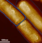 Recent Advances in AFM for Microbiological Research