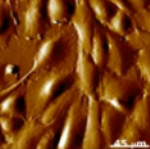 Bruker AFM Probes