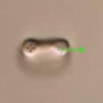 Force-Induced Rupture of RBCs Using Optical Tweezers from JPK Instruments