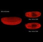 Lightsheet Z.1: Light Sheet Microscope System from Carl Zeiss