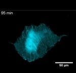Axio Examiner Microscope from Carl Zeiss Images Rat Embryonic Fibroblast 