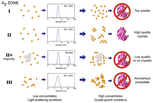 Schematic showing the types of aggregation observed at low and high concentration for typical protein samples. The A2 zones are those detailed in the Debye plots shown in Figure 2, and the size distributions are representative of those measured for each zone at the dilute concentrations used for static and dynamic light scattering measurements. Note that %Pd = (Polydispersity Index)½ x 100.