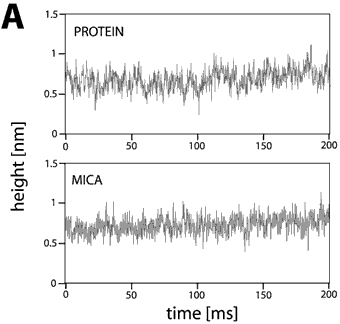 AZoNano - Online Journal fo Nanotechnology - Height fluctuations traces from inactive chitosanase molecules as compared with data recorded on mica. The fluctuations on the support were very reproducible with RMS values of about 0.12 nm independent of the buffer solution. The fluctuations on inactive enzyme molecules were slightly higher (0.13 nm) and increased after addition of the substrate (0.20 nm). The spikes in the traces over active enzymes have a typical height of about 0.4 nm, a rate of 100-150 s-1, and duration of 2-8 ms. These spikes are supposed to represent single catalytic events.