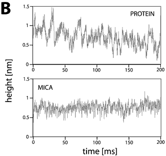 AZoNano - Online Journal fo Nanotechnology - Height fluctuations traces from active chitosanase molecules as compared with data recorded on mica. The fluctuations on the support were very reproducible with RMS values of about 0.12 nm independent of the buffer solution. The fluctuations on inactive enzyme molecules were slightly higher (0.13 nm) and increased after addition of the substrate (0.20 nm). The spikes in the traces over active enzymes have a typical height of about 0.4 nm, a rate of 100-150 s-1, and duration of 2-8 ms. These spikes are supposed to represent single catalytic events.