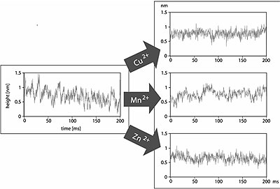 AZoNano - Online Journal of Nanotechnology - Influence of different bivalent metal ions on the height fluctuations of chitosanase. Cu2+ is able to inhibit the enzyme totally. The spikes, which were seen in the traces on active protein molecules, disappeared and the traces were similar to those taken on inactive protein in pure acetate buffer (see Fig. 2). Traces after addition of Mn2+ show also fluctuations with amplitude of about 0.4 nm, but they last longer (20-50 ms) and appear at a lower rate (20-25 s-1) as the spikes found in the traces of chitosanase with substrate, but without ions. The traces over chitosanase with Zn2+ ions in the buffer solution show also fluctuations with duration of 20-50 ms, but with an amplitude of only ≤0.3 nm. Therefore it is difficult to assess whether these fluctuations are due to an activity of the enzyme.