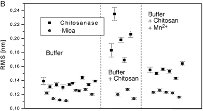 AZoNano - Online Journal fo Nanotechnology - Comparison of the mean rms values for different experimental conditions. Panel shows values on chitosanase molecules and on the mica support as reference. Comparison data for the enzyme molecules in pure buffer (control), in the presence of substrate (standard active conditions) and in the presence of substrate plus different bivalent ions Mn2+.