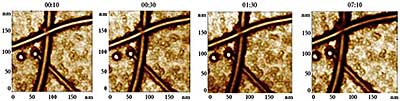 Nanotubes and nanoparticles in long-term experiment . Overall displacement for 7 hours is about 35 nm. Sample courtesy of Dr.H. B. Chan, Department of Physics,University of Florida, USA.